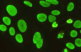 Starmed Tıbbi Ürün